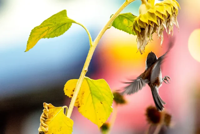 Tiny Sunflower Lover, Ladysmith, British Columbia, Canada
