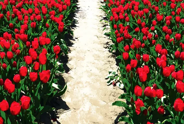 Tiptoeing Through The Tulips, Fraser Valley, Chilliwack, BC, Canada