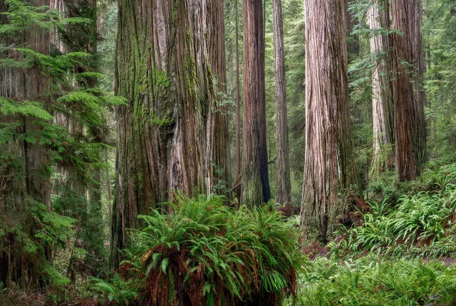 Titans, Jedediah Smith Redwoods, Crescent City, California, USA