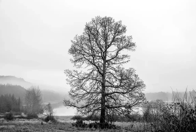 Tranquility Just Off The Highway, Cowichan Valley, Vancouver Island, British Columbia, Canada