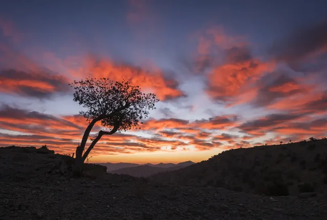 Tree At Sunrise, Jebel Akhdar, Oman