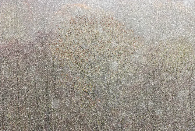 Trees Under Snowstorm, Lacapelle Barres, Cantal, France