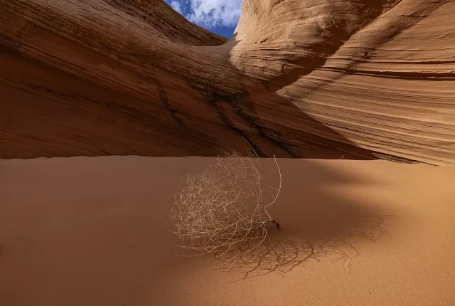 Tumbleweed, Page, Arizona, USA