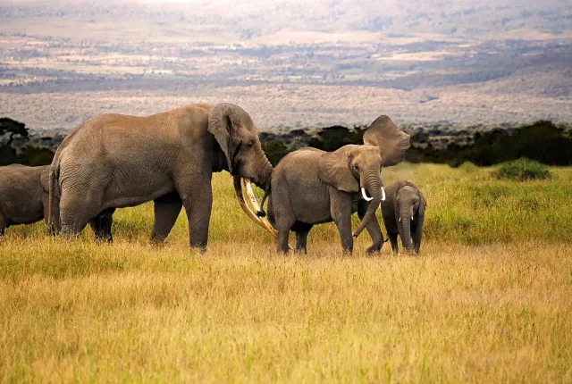 Tusker With Herd, Amboseli National Park, Kenya