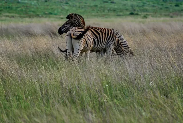 Two Zebras, Madikwe Game Reserve, South Africa