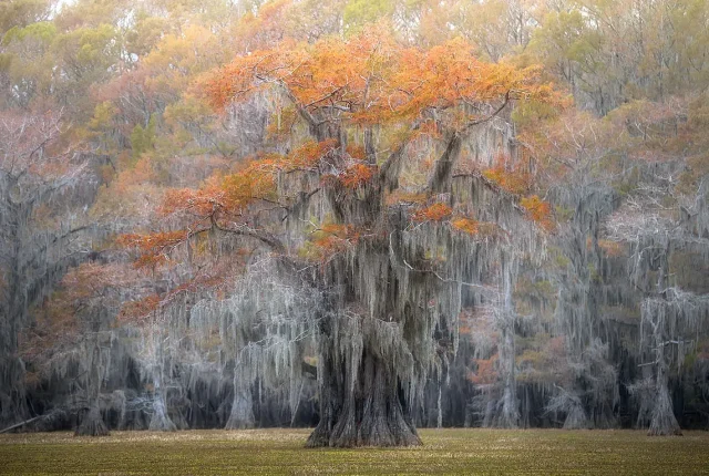 Uncertain caddo lake texas usa