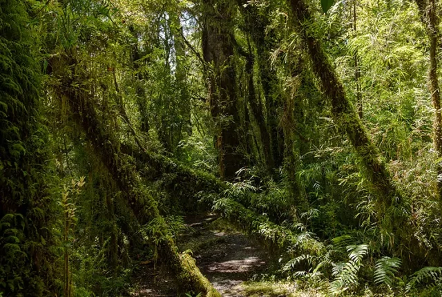 Walk In The Región de Los Lagos, Chile