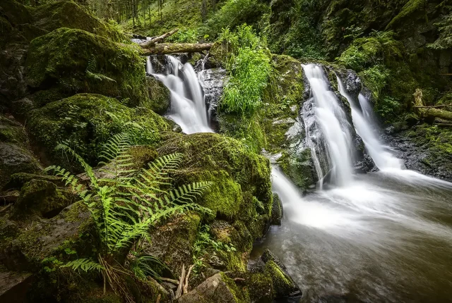 Water and ferns, rotenbacjh wasserfalle, black forest, germany