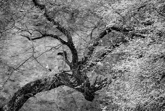 Where The Forest Bends Its Own Rules, Gurgaon, India