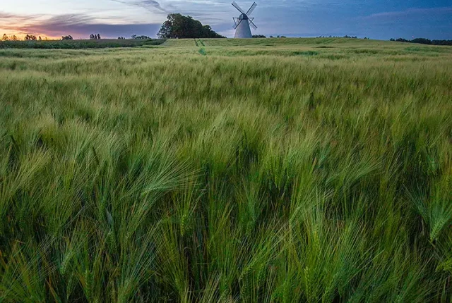 Whispers above the wheat, vihula, laane viru, haljala, estonia