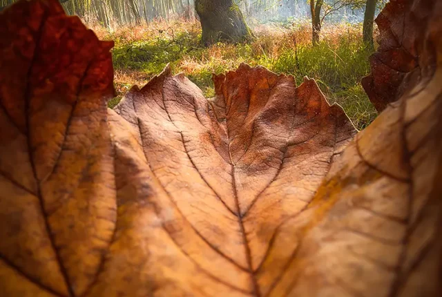 Whispers Of Autumn, Wynyard Woodland Walk, County Durham, England