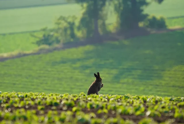 Wild Mountain Hare, Hokkaido, Japan
