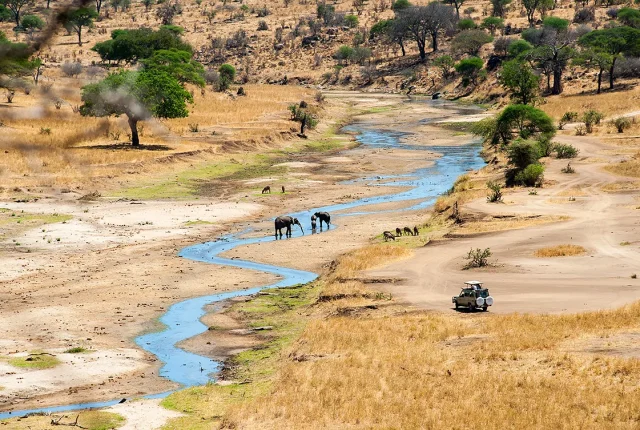 Wildlife Watching, Tarangire, Tanzania copy