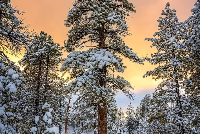 Winter Forest Sunset, Bryce Canyon National Park, Utah, USA