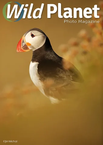 Wp