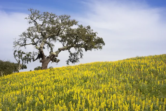 Yellow Fields, Odemira, Alentejo, Portugal