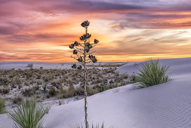 Yucca At Sunset, White Sands National Park, New Mexico, USA