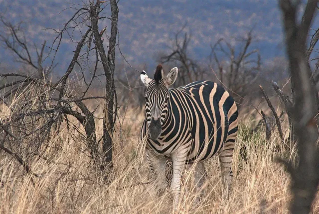 Zebra, Madikwe Game Reserve, South Africa
