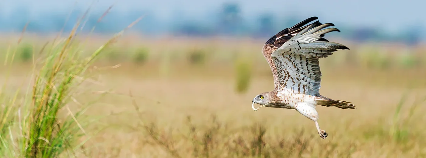 Sriram Radhakrishnan