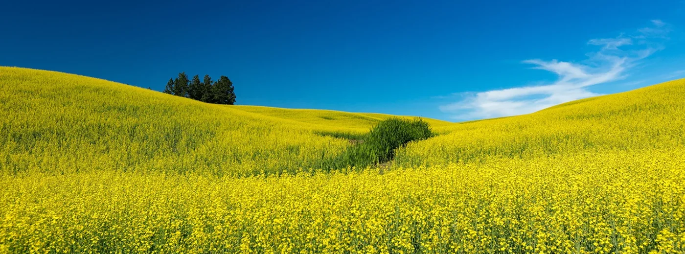 Manuel Jose Carvajal